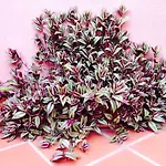 Conde De Cardenas 2* Córdoba