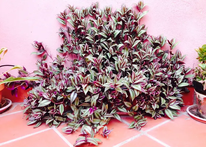 Conde De Cardenas 2* קורדובה